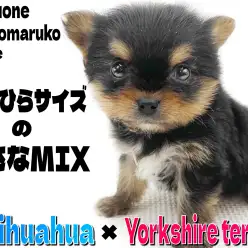 【 MIX 】体重399gの手乗りサイズ！両親はチワワとヨークシャーテリア！