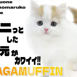 【 ラガマフィン 】ムニっとした口元が可愛い！おっとりで甘えん坊な性格の子猫！