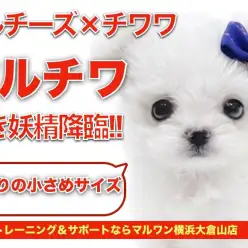 【 MIX 】白き妖精が横浜に舞い降りた！！マルチーズ×チワワのMIXちゃん！
