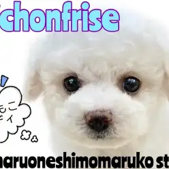 【 ビションフリーゼ 】将来はアフロ犬？社交性抜群で美しく可愛いルックスの持ち主