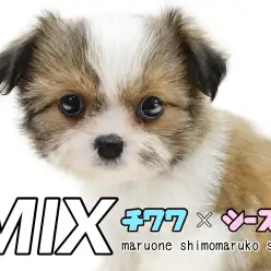 【 MIX 】両親はチワワとシーズー！小柄で個性豊かなルックスのチーズー！