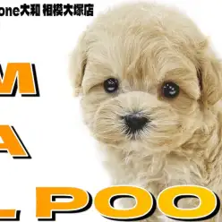 【 MIX 】マズル短めでカールヘア！生後60日の可愛いマルプーの姿をレビュー！