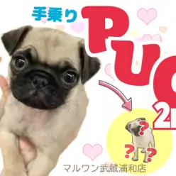 【 パグ 】4ヶ月歳になったワン！しぐさと困り顔でますますみんなを笑顔にさせるよ