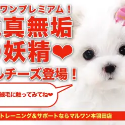 【 マルチーズ 】ルックス抜群のマルチーズ！元気さ愛らしさは天使クラス！