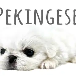 【 ペキニーズ 】まるでおまんじゅう！魅惑のもちぷにボディをご堪能あれ！