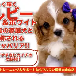 【 キャバリア 】最高の家庭犬と称される犬種！希少なルビーカラーに大注目！！