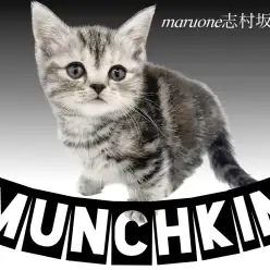 【 マンチカン 】自慢の短足と美しきタビー柄に注目！ハイスペックマンチカン登場