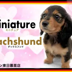 【 ミニチュアダックスフンド 】メイクの様な模様のオシャレで可愛いマロ眉ちゃん