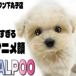 【 MIX 】アニメから飛び出してきた？可愛すぎるルックスのマルプーの子犬君臨！