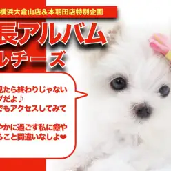 【 マルチーズ成長アルバム 】業界が騒然とするほどに美しいマルちゃんの成長記録