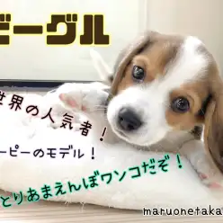 【 ビーグル 】全世界の人気者!おっとりあまえんぼワンコ!