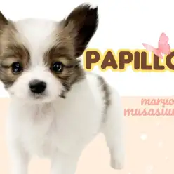 【 パピヨン 】良血統で美人！みやびな姿と明るい性格がチャームポイントな女の子