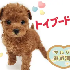【 トイプードル 】みんなのアイドル！フレンドリーで賢いパーフェクトわんこ