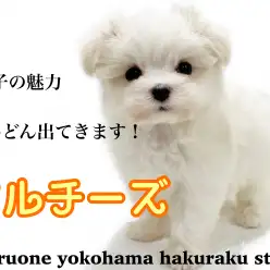 【 マルチーズ 】胴長短足のベビーフェイス！見た目も中身もあざとさ抜群