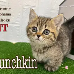 【 マンチカン 】脚の長さ3cm!超短足のマンチカンの女の子