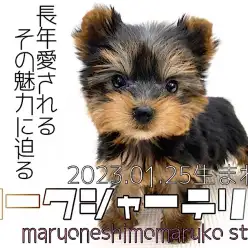 【 ヨークシャーテリア 】可愛い容姿だけじゃない！初心者も飼いやすい従順な性格！