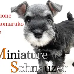 【 ミニチュアシュナウザー 】スタイリッシュな容姿に超甘えん坊な性格の女の子