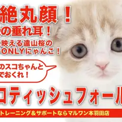 【 スコティッシュフォールド 】とてつもないまんまる感！愛しきたれ耳ベイビー！