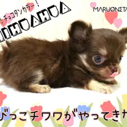 【 チワワ 】ふんわりチョコタン!手の平サイズのもっちりチワワ!