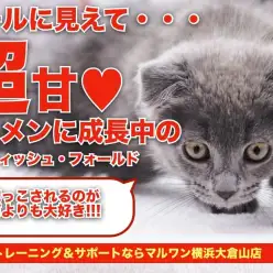 【 スコティッシュフォールド 】超甘イケメンに成長中のスコにゃんの2ndブログ！