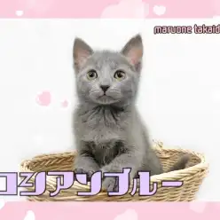 【 ロシアンブルー 】あなたもロシアンスマイルの虜に!美女子登場!