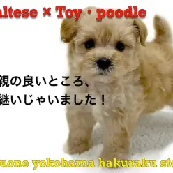 【 MIX 】初心者必見!落ち着きと活発さを兼ね備えたハイブリットMIX犬