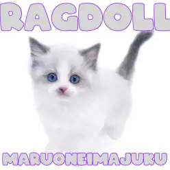 【 ラグドール 】口元のブルーポイントが我が子の印！甘えん坊な癒し系の美猫登場！