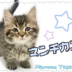 【 マンチカン 】よちよち歩きのイケにゃん!甘えん坊な男の子!