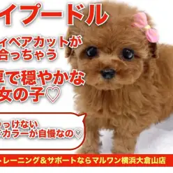 【 トイプードル 】テディベアカットがよく似合う温厚で穏やかな女の子！