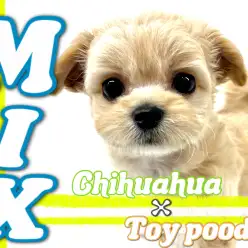 【 MIX 】チワワ×トイプードル！可愛さ凝縮のハイクオリティMIX！