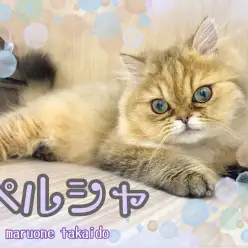 【 ペルシャ 】性格と顔のギャップ萌え!生後6ヵ月を迎えたペルシャちゃんの今