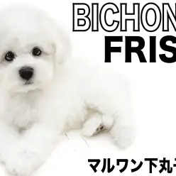 【 ビションフリーゼ 】豊富な被毛と優しい性格を持ち合わせた、アフロ子犬現る！