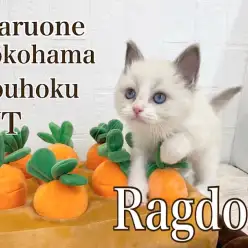 【 ラグドール 】青い瞳の肩乗りにゃん子がやって来た！