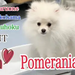 【 ポメラニアン 】絶賛、猿期中のポメくんの今と、ワクチン接種の様子
