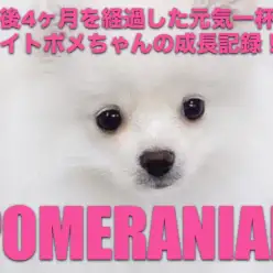 【 ポメラニアン 】生後4ヶ月を経過した元気一杯ホワイトポメちゃん！