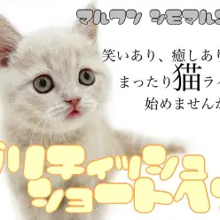 【 ブリティッシュ 】父はICCダブルチャンピオン!コミカルな動きの癒し系!