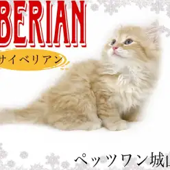 【 サイベリアン 】愛嬌たっぷりずっと抱っこしていたくなる子猫