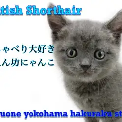 【 ブリティッシュショートヘア 】超がつくほど甘えん坊なおしゃべりにゃんこ
