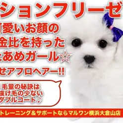 【 ビションフリーゼ 】可愛いお顔の黄金比を持ったフワフワわたあめガール！