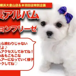 【 ビションちゃんの成長アルバム 】目指せアフロヘアーなビションちゃんの成長記！