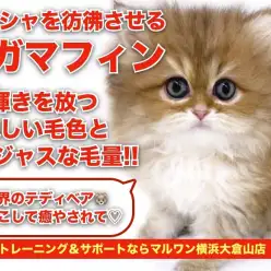 【 ラガマフィン 】ペルシャを彷彿させる猫界のテディベアがやってきた！