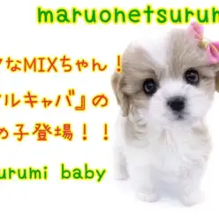 【 MIX 】マルチーズとキャバリアの両親を持つマルキャバちゃんがやってきた!