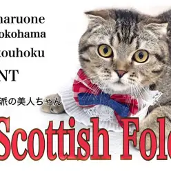 【 スコティッシュフォールド 】正統派の美人ちゃん！育てやすいスコティッシュ