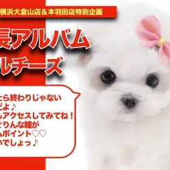 【 マルちゃんの成長アルバム 】真っ白柔らかフォルムのマルチーズちゃんの成長記！