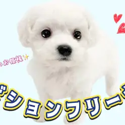 【 ビションフリーゼ 】純白のプリンセス!愛嬌たっぷりのビションちゃんの登場!