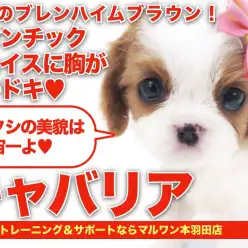 【 キャバリア 】絶世のロマンチックフェイスのブレンハイムキャバちゃん登場！