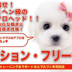 【 ビションフリーゼ 】目指せジミヘンアフロ！ホワイトエンジェルがやってきた！