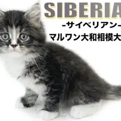 【 サイベリアン 】シックなカラーにホワイトが映える！遊び好きな猫との出会い！