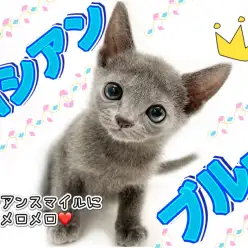 【 ロシアンブルー 】神秘的なブルーの耀きを放つ癒し度満点のロシブルちゃん!