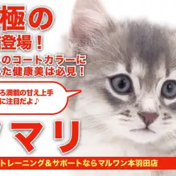 【 ソマリ 】猫界最強のプロポーション！Mr.K絶賛のブルーキャット！